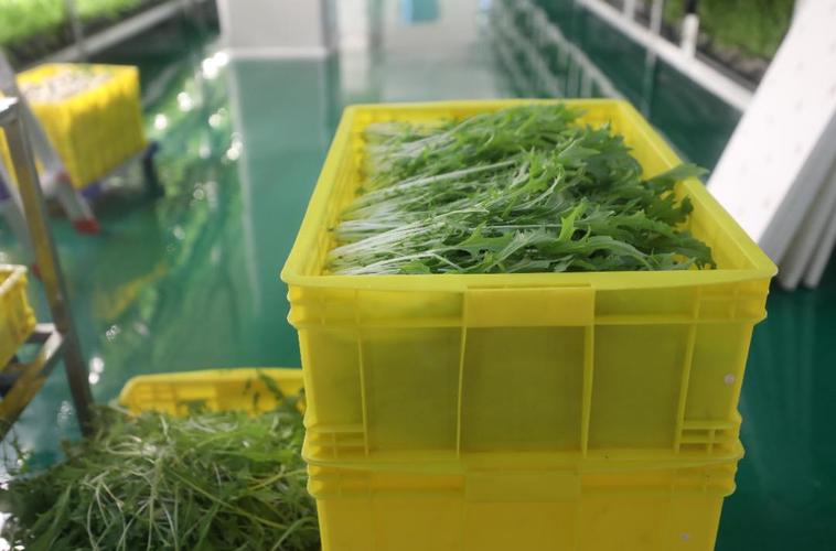 万绿湖旁的明星!河源高新区这家植物工厂用新技术种出"放心菜"
